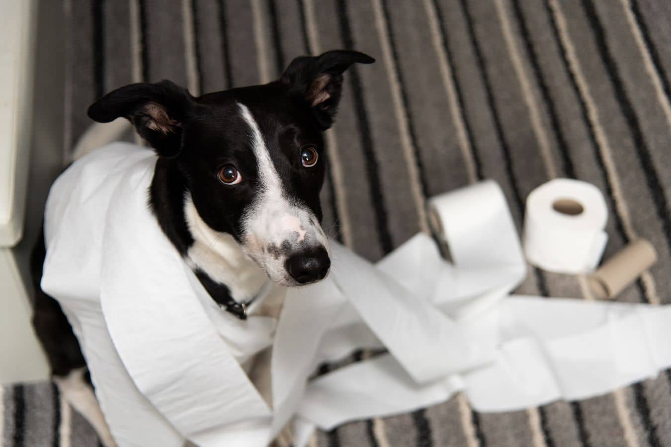 Diarrh E Du Chien La Soulager Naturellement Veterinat