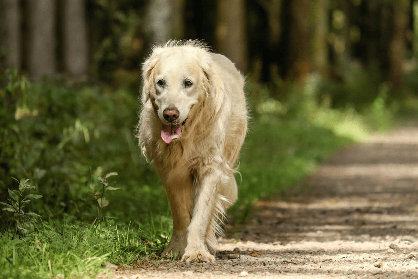 osteoanimaux Arthrose du chien - Signes, Évolution, Traitements - Aidez  votre chien