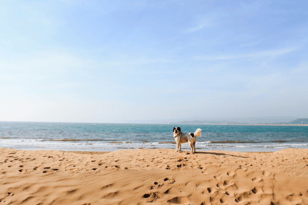 chien en vacances à la mer