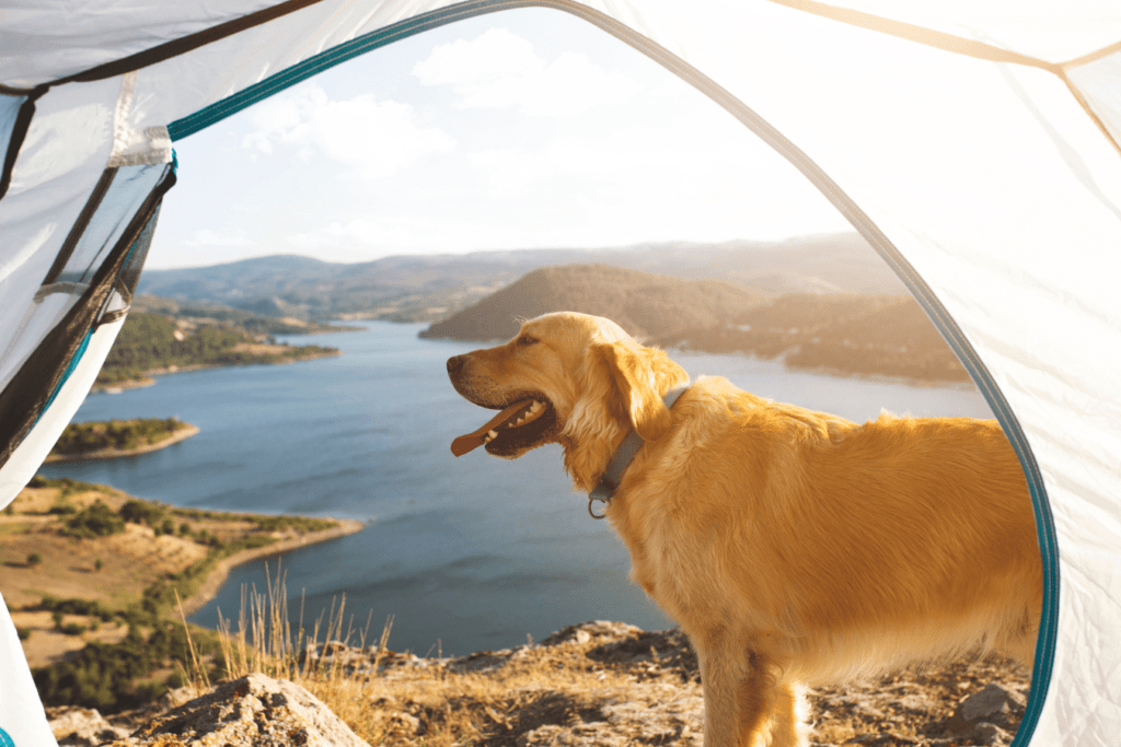 emmener son chien en vacances en camping