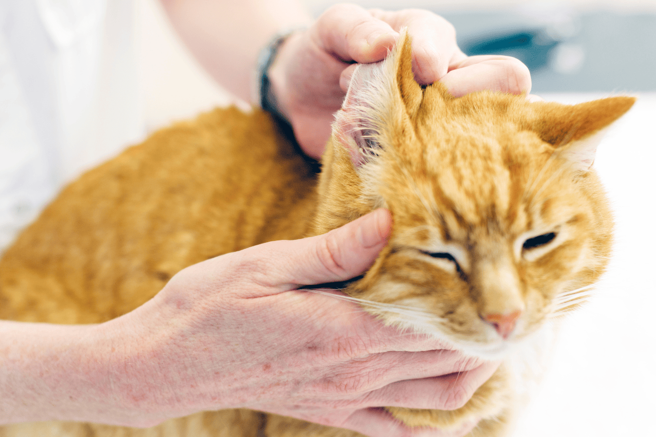 plaie a l'oreille chat