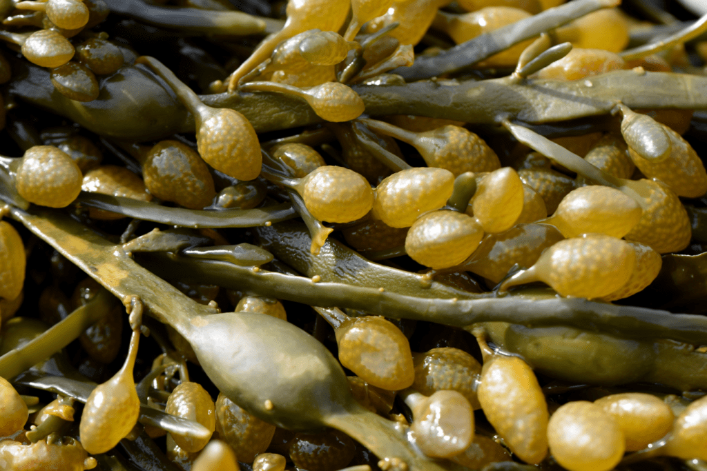 Certaines algues soignent naturellement les gencives du chat