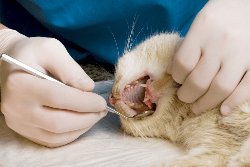 chat endormi la bouche ouverte et vétérinaire qui observe les gencives et les dents
