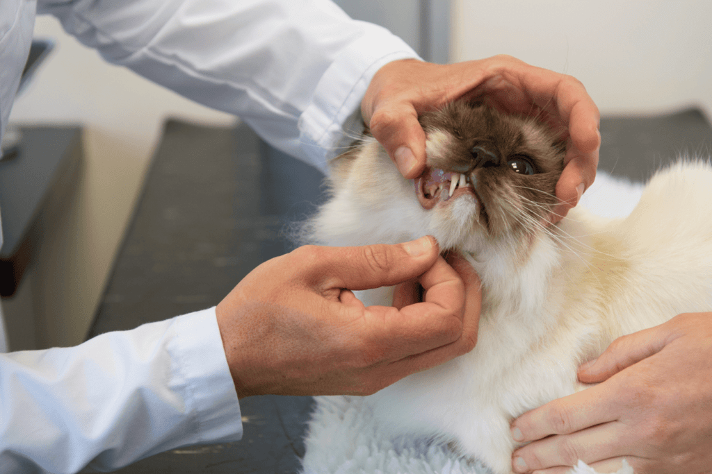 détartrage chez le vétérinaire gingivite chat