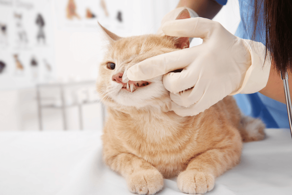 vétérinaire qui examine les gencives d'un chat