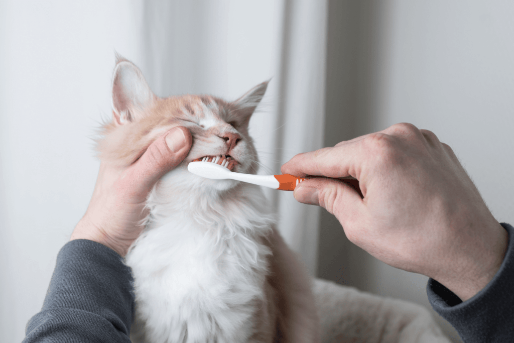 chat qui se fait brosser les dents pour éviter la gingivite
