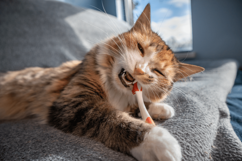soigner gingivite chat naturellement