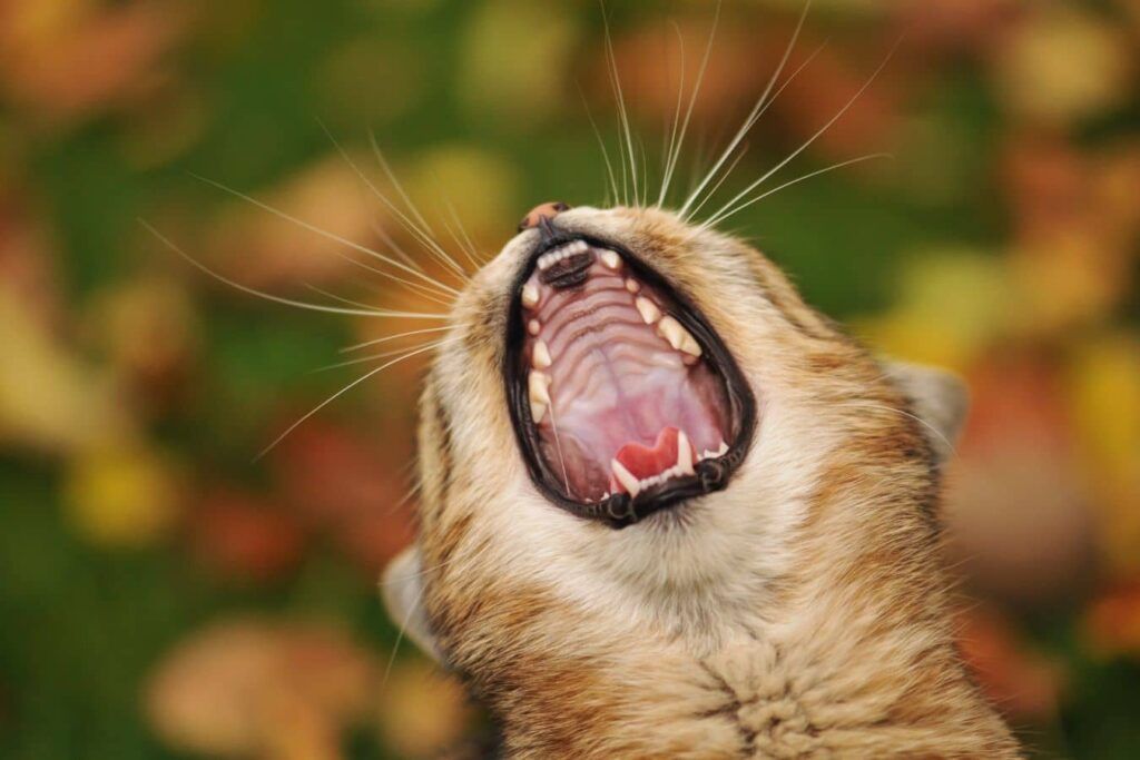 Chat bouche ouverte montrant son palais sa langue et ses dents
