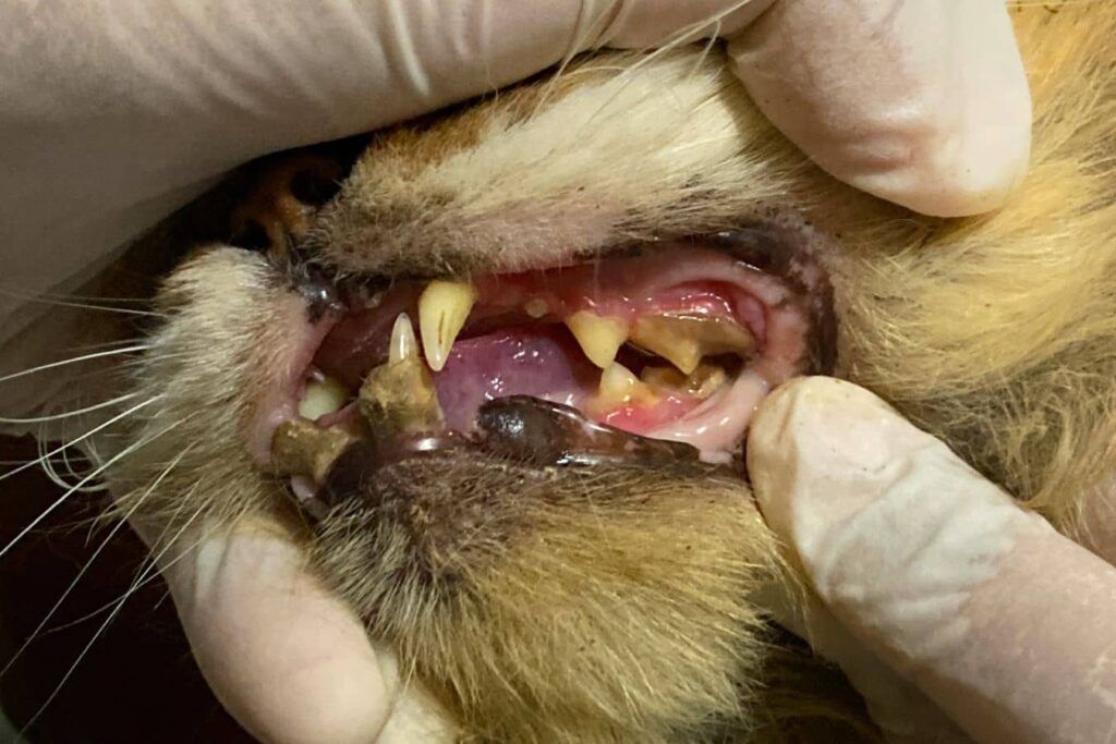 Bouche d'un chat atteint de gingivite avec des dents pleines de tartre