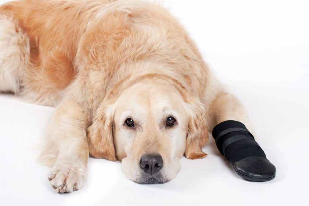chien portant une chaussette de protection pour ne pas lécher sa patte