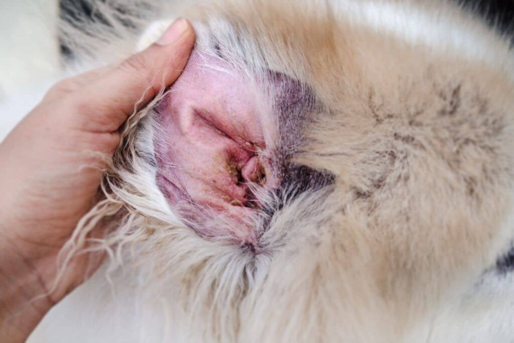 oreille rouge et inflammée d'un chien atteint de dermatite