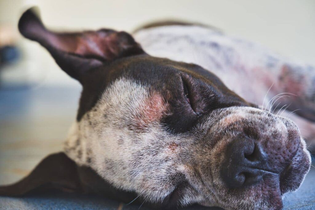 plaques rouges sur le corps d'un chien atteint de dermatite