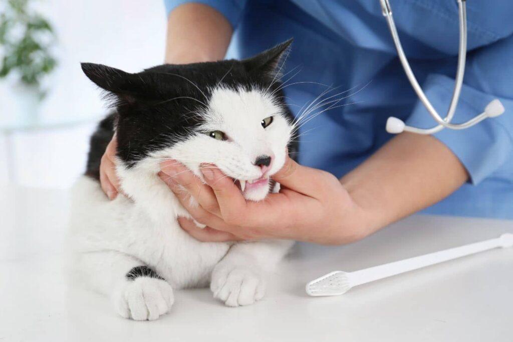 chat qui a une maladie des gencives chez le vétérinaire