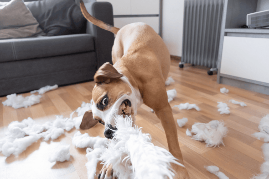 chien qui détruit tout en l'absence de son maitre