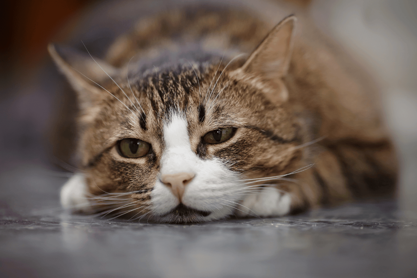 Mon chat ne mange plus : causes et solutions pour l'aider - Veterinat
